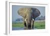 Large African Elephant Bull Feeding Along The-null-Framed Photographic Print