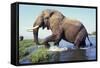 Large African Elephant Bull in Water-null-Framed Stretched Canvas