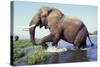Large African Elephant Bull in Water-null-Stretched Canvas