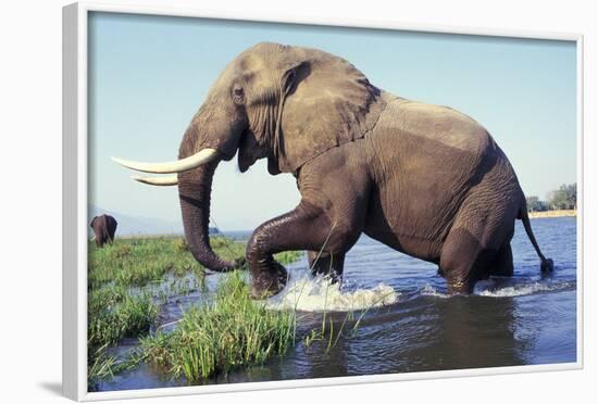 Large African Elephant Bull in Water-null-Framed Photographic Print