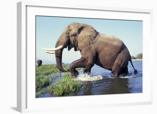 Large African Elephant Bull in Water-null-Framed Photographic Print