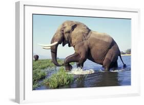 Large African Elephant Bull in Water-null-Framed Photographic Print