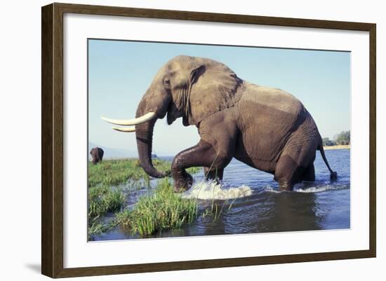 Large African Elephant Bull in Water-null-Framed Photographic Print