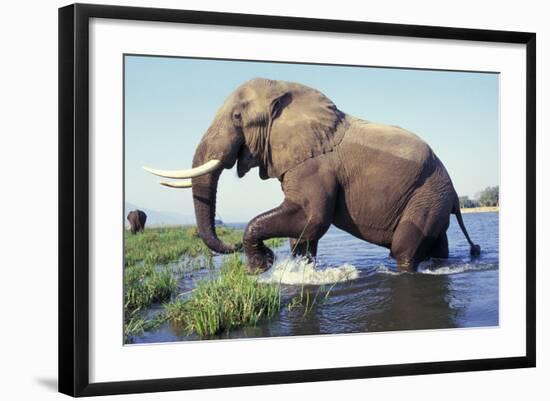 Large African Elephant Bull in Water-null-Framed Photographic Print