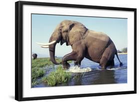 Large African Elephant Bull in Water-null-Framed Photographic Print