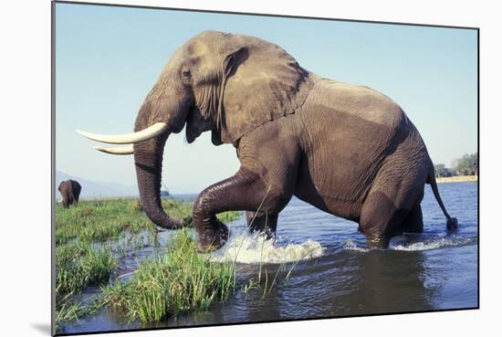 Large African Elephant Bull in Water-null-Mounted Photographic Print