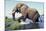 Large African Elephant Bull in Water-null-Mounted Photographic Print