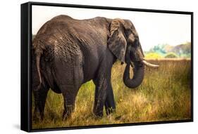Large African Elephant-Romas Vysniauskas-Framed Stretched Canvas