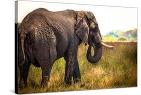 Large African Elephant-Romas Vysniauskas-Stretched Canvas