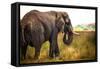 Large African Elephant-Romas Vysniauskas-Framed Stretched Canvas