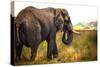 Large African Elephant-Romas Vysniauskas-Stretched Canvas