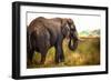 Large African Elephant-Romas Vysniauskas-Framed Photographic Print