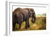 Large African Elephant-Romas Vysniauskas-Framed Photographic Print