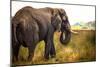 Large African Elephant-Romas Vysniauskas-Mounted Photographic Print