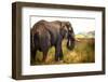 Large African Elephant-Romas Vysniauskas-Framed Photographic Print