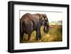 Large African Elephant-Romas Vysniauskas-Framed Photographic Print