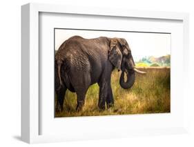 Large African Elephant-Romas Vysniauskas-Framed Photographic Print