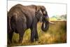 Large African Elephant-Romas Vysniauskas-Mounted Photographic Print