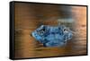 Large American Alligator in the Water-EEI_Tony-Framed Stretched Canvas