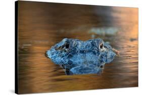 Large American Alligator in the Water-EEI_Tony-Stretched Canvas