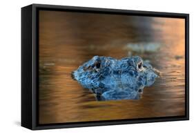 Large American Alligator in the Water-EEI_Tony-Framed Stretched Canvas