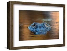 Large American Alligator in the Water-EEI_Tony-Framed Photographic Print