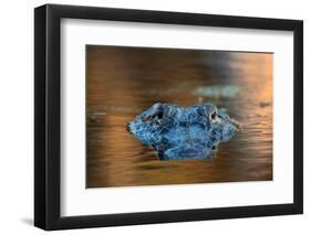 Large American Alligator in the Water-EEI_Tony-Framed Photographic Print