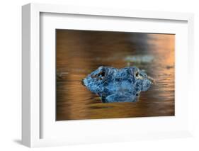 Large American Alligator in the Water-EEI_Tony-Framed Photographic Print