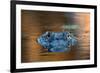 Large American Alligator in the Water-EEI_Tony-Framed Photographic Print