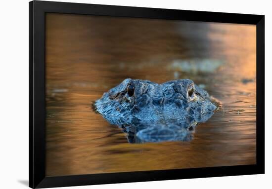 Large American Alligator in the Water-EEI_Tony-Framed Photographic Print