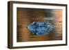 Large American Alligator in the Water-EEI_Tony-Framed Photographic Print