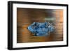 Large American Alligator in the Water-EEI_Tony-Framed Photographic Print