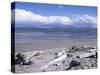 Large Amount of Driftwood on Beach, Haast, Westland, West Coast, South Island, New Zealand-D H Webster-Stretched Canvas