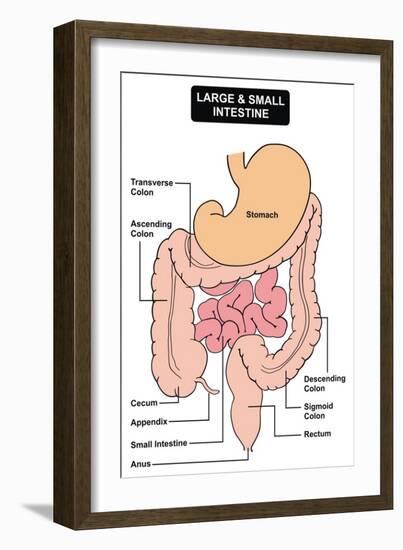 Large and Small Intestine-udaix-Framed Art Print