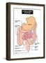 Large and Small Intestine-udaix-Framed Art Print