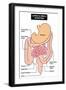 Large and Small Intestine-udaix-Framed Art Print