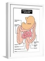 Large and Small Intestine-udaix-Framed Art Print