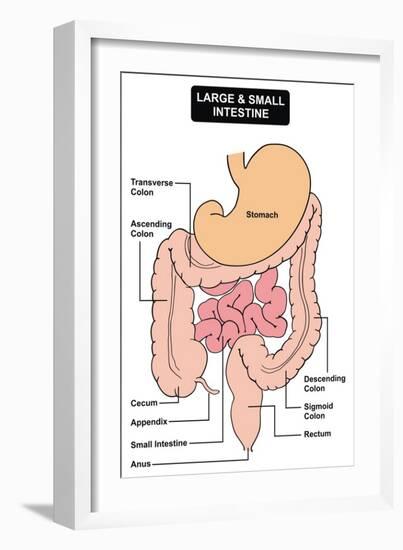 Large and Small Intestine-udaix-Framed Art Print