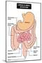 Large and Small Intestine-udaix-Mounted Art Print