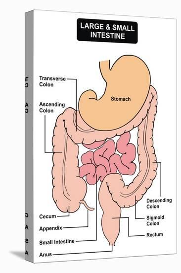 Large and Small Intestine-udaix-Stretched Canvas