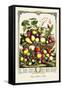 Large Array of Fruits-null-Framed Stretched Canvas