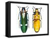 Large Asian Jewel Beetle Megaloxantha Mouhoti-Darrell Gulin-Framed Stretched Canvas