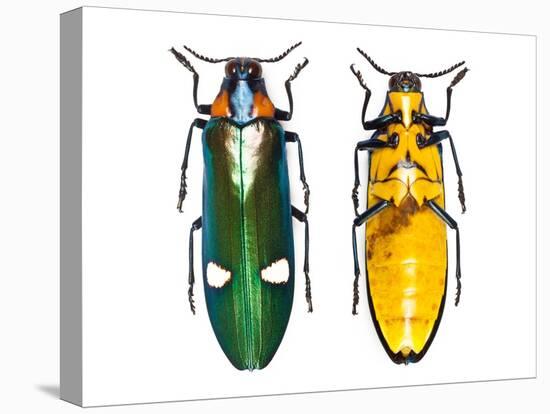 Large Asian Jewel Beetle Megaloxantha Mouhoti-Darrell Gulin-Stretched Canvas