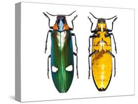 Large Asian Jewel Beetle Megaloxantha Mouhoti-Darrell Gulin-Stretched Canvas