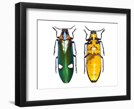 Large Asian Jewel Beetle Megaloxantha Mouhoti-Darrell Gulin-Framed Photographic Print