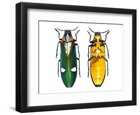 Large Asian Jewel Beetle Megaloxantha Mouhoti-Darrell Gulin-Framed Photographic Print