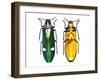 Large Asian Jewel Beetle Megaloxantha Mouhoti-Darrell Gulin-Framed Photographic Print