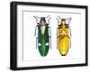 Large Asian Jewel Beetle Megaloxantha Mouhoti-Darrell Gulin-Framed Photographic Print