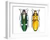 Large Asian Jewel Beetle Megaloxantha Mouhoti-Darrell Gulin-Framed Photographic Print