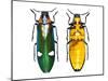 Large Asian Jewel Beetle Megaloxantha Mouhoti-Darrell Gulin-Mounted Photographic Print